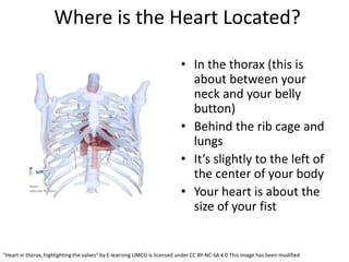 [Merge] Anatomy-of-the-Heart_copy.pdfvhhhh | PDF