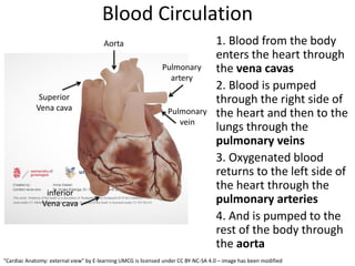 [Merge] Anatomy-of-the-Heart_copy.pdfvhhhh | PDF