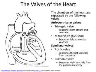 [Merge] Anatomy-of-the-Heart_copy.pdfvhhhh | PDF