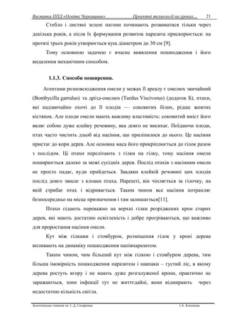Виставка ППД «Освіта Черкащини» Проектні технології на уроках…
Золотоніська гімназія ім. С.Д. Скляренка І.А. Кононець
21
Стебло і листяні зелені пагони починають розвиватися тільки через
декілька років, а після їх формування розвиток паразита прискорюється: на
протязі трьох років утворюється кущ діаметром до 30 см [9].
Тому основною задачею є вчасне виявлення пошкодження і його
видалення механічним способом.
1.1.3. Способи поширення.
Агентами розповсюдження омели у межах її ареалу є омелюх звичайний
(Bombycilla garrulus) та дрізд-омелюх (Turdus Viscivorus) (додаток Б), птахи,
які надзвичайно охочі до її плодів — соковитих білих, рідше жовтих
кістянок. Але плоди омели мають важливу властивість: соковитий вміст його
являє собою дуже клейку речовину, яка довго не висихає. Поїдаючи плоди,
птах часто чистить дзьоб від насіння, що приліпилося до нього. Це насіння
пристає до кори дерев. Але основна маса його прикріплюється до гілок разом
з послідом. Ці птахи перелітають з гілки на гілку, тому насіння омели
поширюється далеко за межі сусідніх дерев. Послід птахів з насінням омели
не просто падає, куди прийдеться. Завдяки клейкій речовині цих плодів
послід довго звисає з клоаки птаха. Нарешті, він чіпляється за гілочку, на
якій стрибає птах і відривається. Таким чином все насіння потрапляє
безпосередньо на місце призначення і там залишається[11].
Птахи сідають переважно на верхні гілки розріджених крон старих
дерев, які мають достатню освітленість і добре прогріваються, що важливо
для проростання насіння омели.
Кут між гілками і стовбуром, розміщення гілок у кроні дерева
впливають на динаміку пошкодження напівпаразитом.
Таким чином, чим більший кут між гілкою і стовбуром дерева, тим
більша імовірність пошкодження паразитом і навпаки – густий ліс, в якому
дерева ростуть вгору і не мають дуже розгалуженої крони, практично не
заражаються, зони інфекції тут не життєдайні, вони відмирають через
недостатню кількість світла.
 