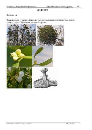 Виставка ППД «Освіта Черкащини» Проектні технології на уроках…
Золотоніська гімназія ім. С.Д. Скляренка І.А. Кононець
36
ДОДАТКИ
Додаток А
Восени, коли з дерев опадає листя, іноді на гілляччі залишаються зелені
кулясті “кущі.” Це омела, рослина-паразит.
 