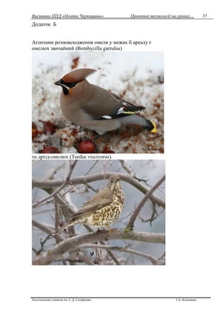 Виставка ППД «Освіта Черкащини» Проектні технології на уроках…
Золотоніська гімназія ім. С.Д. Скляренка І.А. Кононець
37
Додаток Б
Агентами розповсюдження омели у межах її ареалу є
омелюх звичайний (Bombycilla garrulus)
та дрізд-омелюх (Turdus viscivorus).
 