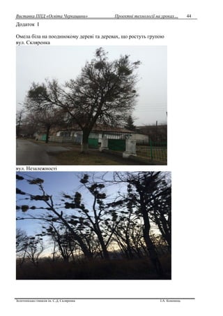 Виставка ППД «Освіта Черкащини» Проектні технології на уроках…
Золотоніська гімназія ім. С.Д. Скляренка І.А. Кононець
44
Додаток І
Омела біла на поодинокому дереві та деревах, що ростуть групою
вул. Скляренка
вул. Незалежності
 