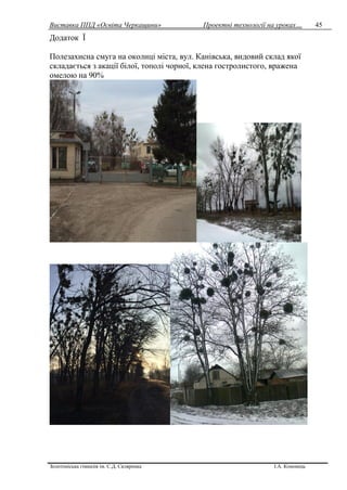 Виставка ППД «Освіта Черкащини» Проектні технології на уроках…
Золотоніська гімназія ім. С.Д. Скляренка І.А. Кононець
45
Додаток Ї
Полезахисна смуга на околиці міста, вул. Канівська, видовий склад якої
складається з акації білої, тополі чорної, клена гостролистого, вражена
омелою на 90%
 