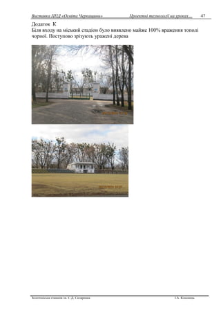 Виставка ППД «Освіта Черкащини» Проектні технології на уроках…
Золотоніська гімназія ім. С.Д. Скляренка І.А. Кононець
47
Додаток К
Біля входу на міський стадіон було виявлено майже 100% враження тополі
чорної. Поступово зрізують уражені дерева
 