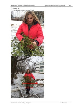 Виставка ППД «Освіта Черкащини» Проектні технології на уроках…
Золотоніська гімназія ім. С.Д. Скляренка І.А. Кононець
53
Додаток П
Досліджуємо кущ омели білої
100 см
 