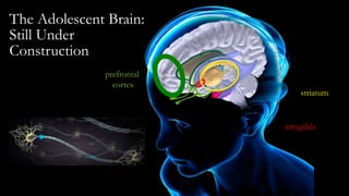 amygdala
striatum
prefrontal
cortex
The Adolescent Brain:
Still Under
Construction
 