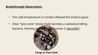 • The cold temperature in London allowed the mold to grow.
• Clear "lysis zone" shows mold secretes a substance killing
bacteria. Fleming isolates it and names it “penicillin”.
Breakthrough Observation:
Fungi on Petri Dish
 