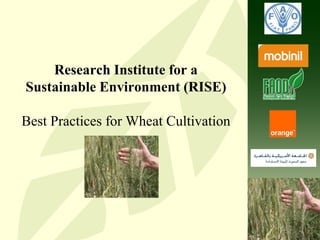 Research Institute for a
Sustainable Environment (RISE)
Best Practices for Wheat Cultivation
 