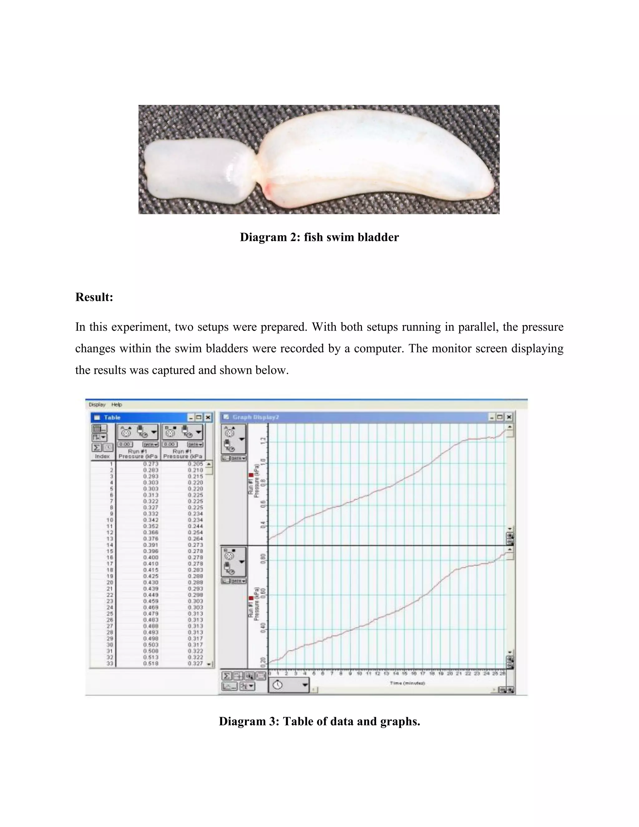 Diagram 2: fish swim bladder
Result:
In this experiment, two setups were prepared. With both setups running in parallel, the pressure
changes within the swim bladders were recorded by a computer. The monitor screen displaying
the results was captured and shown below.
Diagram 3: Table of data and graphs.
 