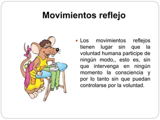 Movimientos reflejo
 Los movimientos reflejos
tienen lugar sin que la
voluntad humana participe de
ningún modo,, esto es, sin
que intervenga en ningún
momento la consciencia y
por lo tanto sin que puedan
controlarse por la voluntad.
 