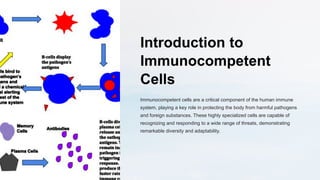 Introduction to
Immunocompetent
Cells
Immunocompetent cells are a critical component of the human immune
system, playing a key role in protecting the body from harmful pathogens
and foreign substances. These highly specialized cells are capable of
recognizing and responding to a wide range of threats, demonstrating
remarkable diversity and adaptability.
 
