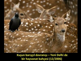 Kuşun barışçıl davranışı – Yeni Delhi de
bir hayvanat bahçesi (12/2006)
 