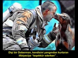 Dişi bir Doberman, kendisini yangından kurtaran
itfaiyeciye “teşekkür ederken” .
 