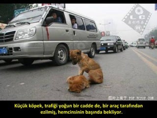 Küçük köpek, trafiği yoğun bir cadde de, bir araç tarafından
ezilmiş, hemcinsinin başında bekliyor.
 