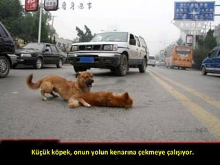 Küçük köpek, onun yolun kenarına çekmeye çalışıyor.
 