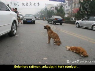 Gelenlere rağmen, arkadaşını terk etmiyor...
 