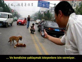 ... Ve kendisine yaklaşmak isteyenlere izin vermiyor.
 
