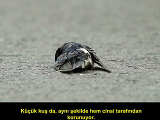 Küçük kuş da, aynı şekilde hem cinsi tarafından
korunuyor.
 