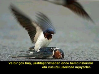 Ve bir çok kuş, uzaklaştırılmadan önce hemcinslerinin
ölü vücudu üzerinde uçuyorlar.
 
