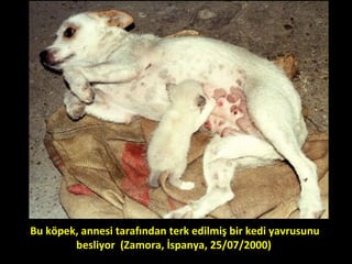 Bu köpek, annesi tarafından terk edilmiş bir kedi yavrusunu
besliyor (Zamora, İspanya, 25/07/2000)
 