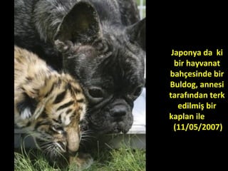 Japonya da ki
bir hayvanat
bahçesinde bir
Buldog, annesi
tarafından terk
edilmiş bir
kaplan ile
(11/05/2007)
 