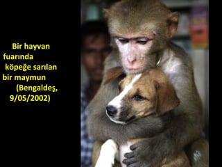 Bir hayvan
fuarında
köpeğe sarılan
bir maymun
(Bengaldeş,
9/05/2002)
 