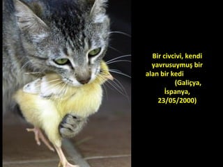 Bir civcivi, kendi
yavrusuymuş bir
alan bir kedi
(Galiçya,
İspanya,
23/05/2000)
 