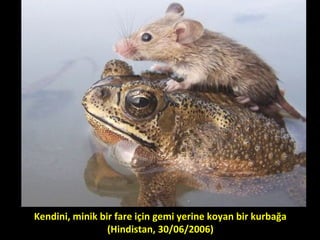 Kendini, minik bir fare için gemi yerine koyan bir kurbağa
(Hindistan, 30/06/2006)
 