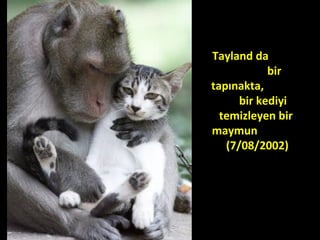 Tayland da
bir
tapınakta,
bir kediyi
temizleyen bir
maymun
(7/08/2002)
 