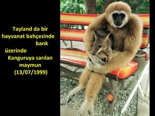 Tayland da bir
hayvanat bahçesinde
bank
üzerinde
Kanguruya sarılan
maymun
(13/07/1999)
 
