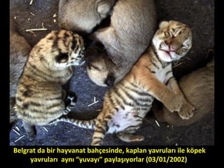 Belgrat da bir hayvanat bahçesinde, kaplan yavruları ile köpek
yavruları aynı “yuvayı” paylaşıyorlar (03/01/2002)
 