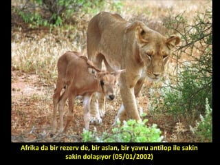 Afrika da bir rezerv de, bir aslan, bir yavru antilop ile sakin
sakin dolaşıyor (05/01/2002)
 