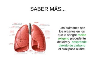 SABER MÁS...
Los pulmones son
los órganos en los
que la sangre recibe
oxígeno procedente
del aire y desprende
dióxido de c...