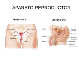 APARATO REPRODUCTOR
FEMENINO MASCULINO
 