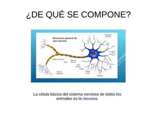 ¿DE QUÉ SE COMPONE?
La célula básica del sistema nervioso de todos los
animales es la neurona.
 