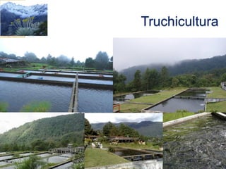 Truchicultura