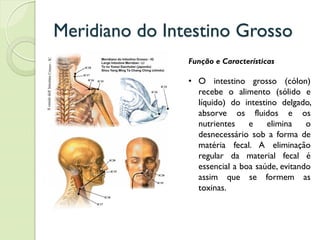 Meridiano do Intestino Grosso
Função e Características
• O intestino grosso (cólon)
recebe o alimento (sólido e
líquido) do intestino delgado,
absorve os fluidos e os
nutrientes e elimina o
desnecessário sob a forma de
matéria fecal. A eliminação
regular da material fecal é
essencial a boa saúde, evitando
assim que se formem as
toxinas.
 