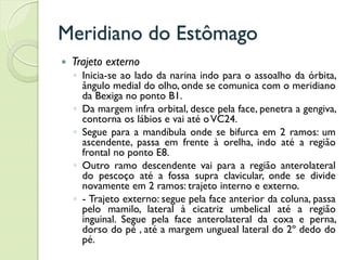 Meridiano do Estômago
 Trajeto externo
◦ Inicia-se ao lado da narina indo para o assoalho da órbita,
ângulo medial do olho, onde se comunica com o meridiano
da Bexiga no ponto B1.
◦ Da margem infra orbital, desce pela face, penetra a gengiva,
contorna os lábios e vai até oVC24.
◦ Segue para a mandíbula onde se bifurca em 2 ramos: um
ascendente, passa em frente à orelha, indo até a região
frontal no ponto E8.
◦ Outro ramo descendente vai para a região anterolateral
do pescoço até a fossa supra clavicular, onde se divide
novamente em 2 ramos: trajeto interno e externo.
◦ - Trajeto externo: segue pela face anterior da coluna, passa
pelo mamilo, lateral à cicatriz umbelical até a região
inguinal. Segue pela face anterolateral da coxa e perna,
dorso do pé , até a margem ungueal lateral do 2º dedo do
pé.
 