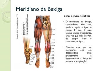 Meridiano da Bexiga
Função e Características
• O meridiano da bexiga,
companheiro dos rins,
ajuda a regular a água no
corpo. E esta é uma
função muito importante,
uma vez que mais de 90%
do corpo físico é
composto de água.
• Quando este par de
meridianos está em
desequilíbrio afeta
grandemente a
determinação, a força de
vontade e a aspiração.
 