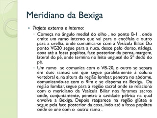 Meridiano da Bexiga
 Trajeto externo e interno:
◦ Começa no ângulo medial do olho , no ponto B-1 , onde
emite um ramo interno que vai para o encéfalo e outro
para a orelha, onde comunica-se com a Vesícula Biliar. Do
ponto VG20 segue para a nuca, desce pelo dorso, nádega,
coxa até a fossa poplítea, face posterior da perna, margem,
lateral do pé, onde termina no leito ungueal do 5º dedo do
pé.
◦ Um ramo se comunica com o VB-20, o outro se separa
em dois ramos: um que segue paralelamente à coluna
vertebral e, na altura da região lombar, penetra no abdome,
comunicando-se com o Rim e se dispersa na Bexiga. Da
região lombar, segue para a região sacral onde se relaciona
com o meridiano da Vesícula Biliar nos forames sacros
onde, conjuntamente, penetra a cavidade pélvica na qual
envolve a Bexiga. Depois reaparece na região glútea e
segue pela face posterior da coxa, indo até a fossa poplítea
onde se une com o outro ramo .
 