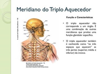 Meridiano do Triplo Aquecedor
Função e Características
• O triplo aquecedor não
corresponde a um órgão. É
uma combinação de outros
meridianos que produz uma
função glandular específica.
• O triplo aquecedor também
é conhecido como “os três
espaços que aquecem” as
três partes (superior, média e
inferior) do tronco.
 
