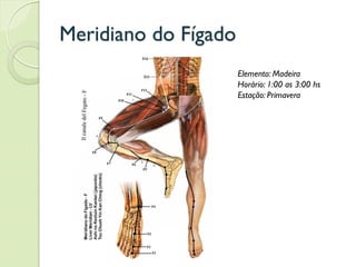 Meridiano do Fígado
Elemento: Madeira
Horário: 1:00 as 3:00 hs
Estação: Primavera
 