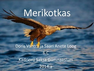 Merikotkas
Doris Vahtra ja Saari Anete Loog
6.C
Kadrioru Saksa Gümnaasium
2014.a

 