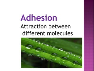 Adhesion 
Attraction between 
different molecules 
 