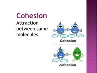 Cohesion 
Attraction 
between same 
molecules 
 