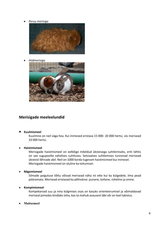 Peruu merisiga

Hiidmerisiga

Merisigade meeleelundid

Kuulmismeel
Kuulmine on neil väga hea. Kui inimesed eristava 15 000- 20 000 hertsi, siis merisead
33 000 hertsi.
Haistmismeel
Merisigade haistmismeel on eelkõige mõeldud üksteisega suhtlemiseks, eriti tähtis
on see sugupoolte vahelises suhtluses. Sotsiaalses suhtlemises tunnevad merisead
üksteist lõhnade abil. Neil on 1000 korda tugevam haistmismeel kui inimesel.
Merisigade haistmismeel on oluline ka toitumisel.
Nägemismeel
Silmade paigutuse tõttu võivad merisead näha nii ette kui ka külgedele, ilma pead
pööramata. Merisead eristavad ka põhivärve: punane, kollane, roheline ja sinine.
Kompimismeel
Kompekarvad suu ja nina külgmises osas on kasuks orienteerumisel ja võimaldavad
meriseal pimedas kindlaks teha, kas ta mahub avausest läbi või on teel takistus.
Maitsemeel

4

 