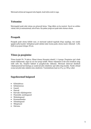 Merisead eelistavad magusat toitu hapule, kuid mõru neid ei sega.

Toitumine
Merisigadel peab alati olema ees piisavalt heina. Väga tähtis on ka toortoit. Suvel on selleks
värske rohi ja maitsetaimed, talvel hein. Ka puhas joogivesi peab alati olemas olema.

Pesapaik
Pesapaik peab olema küllalt suur, et merisead saaksid tegeleda kõigi asjadega, mis nende
igapäevaellu kuulub. Sellepärast peab näiteks kahe looma jaoks olema ruumi vähemalt 1,20x
0,60 cm ja puuri kõrgus 50 cm.

Tiinus ja poegimine
Tiinus kestab 59- 74 päeva. Pärast tiinuse lõooepist sünnib 1- 6 poega. Poegimise ajal võtab
emane kükkasendi, nagu ka siis kui poegi toidab. Pärast väljutamist avab ema lootekoti ning
sööb selle ära. Seejärel hakkab ta poegikuivaks lakkuma. Merisead sünnivad täielikult
väljakujunenud karvkattega ja suudavad juba sündimise ajal näha ning kuulda. Nende silmad
avanevad juba kaks nädalat enne sündimist. Vastsündinute kaal on 45 g ja 100 g vahel.

Sagedasemad haigused
Kõhulahtisus
Kõhukinnisus
Gaasid
Haavad
Karvade väljalangemine
Parasiidid, seenhaigused
Mokahaigused
Kuumarabandus
Silmahaigused
Mürgitused
Halvatus

5

 