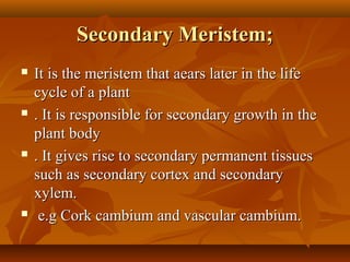 Secondary Meristem;Secondary Meristem;
 It is the meristem that aears later in the lifeIt is the meristem that aears later in the life
cycle of a plantcycle of a plant
 . It is responsible for secondary growth in the. It is responsible for secondary growth in the
plant bodyplant body
 . It gives rise to secondary permanent tissues. It gives rise to secondary permanent tissues
such as secondary cortex and secondarysuch as secondary cortex and secondary
xylem.xylem.
 e.g Cork cambium and vascular cambium.e.g Cork cambium and vascular cambium.
 