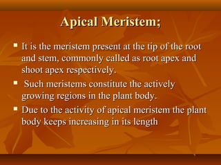 Apical Meristem;Apical Meristem;
 It is the meristem present at the tip of the rootIt is the meristem present at the tip of the root
and stem, commonly called as root apex andand stem, commonly called as root apex and
shoot apex respectively.shoot apex respectively.
 Such meristems constitute the activelySuch meristems constitute the actively
growing regions in the plant body.growing regions in the plant body.
 Due to the activity of apical meristem the plantDue to the activity of apical meristem the plant
body keeps increasing in its lengthbody keeps increasing in its length
 